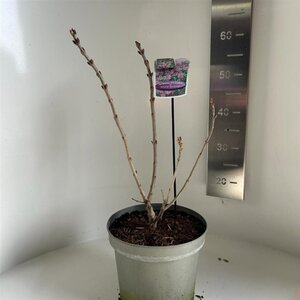 Syringa v. 'Michel Buchner' 40-50 cm cont. 5,0L - afbeelding 1