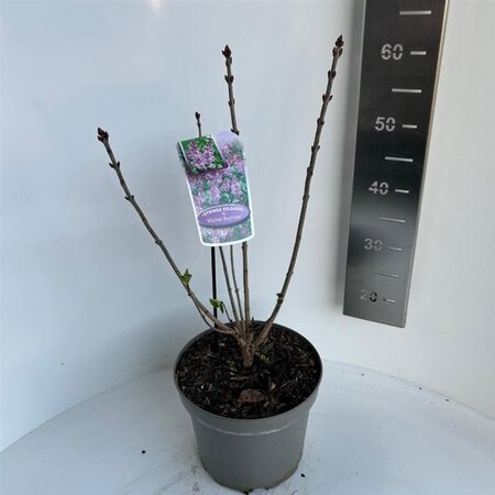 Syringa v. 'Michel Buchner' 40-50 cm cont. 5,0L - afbeelding 2