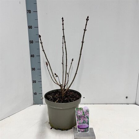 Syringa v. 'Michel Buchner' 40-50 cm cont. 5,0L - afbeelding 3