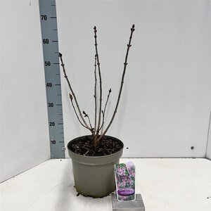 Syringa v. 'Michel Buchner' 40-50 cm cont. 5,0L - afbeelding 3
