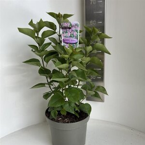 Syringa v. 'Michel Buchner' 40-50 cm cont. 5,0L - afbeelding 1
