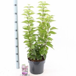 Syringa v. 'Michel Buchner' 40-50 cm cont. 5,0L - afbeelding 4