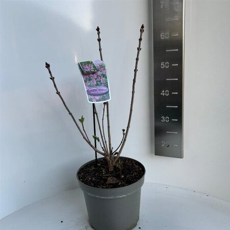 Syringa v. 'Michel Buchner' 40-50 cm cont. 5,0L - afbeelding 3