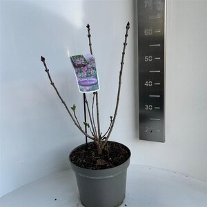 Syringa v. 'Michel Buchner' 40-50 cm cont. 5,0L - afbeelding 3
