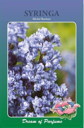 Syringa v. 'Michel Buchner' 60-80 cm cont. 5,0L 3-5 tak - afbeelding 1