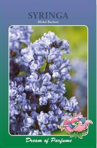 Syringa v. 'Michel Buchner' 60-80 cm cont. 5,0L 3-5 tak - afbeelding 1