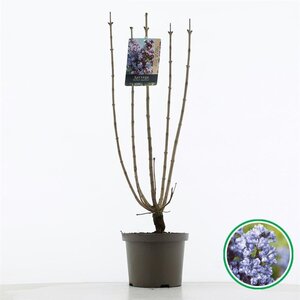 Syringa v. 'Michel Buchner' 60-80 cm cont. 5,0L 3-5 tak - afbeelding 2
