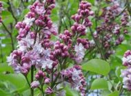 Syringa v. 'Michel Buchner' geen maat specificatie wortelgoed 5-8 tak struik - afbeelding 1