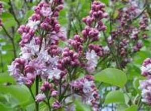 Syringa v. 'Michel Buchner' geen maat specificatie wortelgoed 5-8 tak struik - afbeelding 1