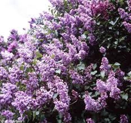 Syringa v. 'Michel Buchner' geen maat specificatie wortelgoed 5-8 tak struik - afbeelding 3