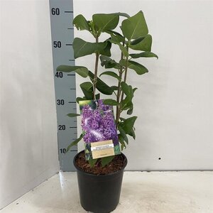 Syringa v. 'Ruhm von Horstenstein' 30-40 cm cont. 2,0L