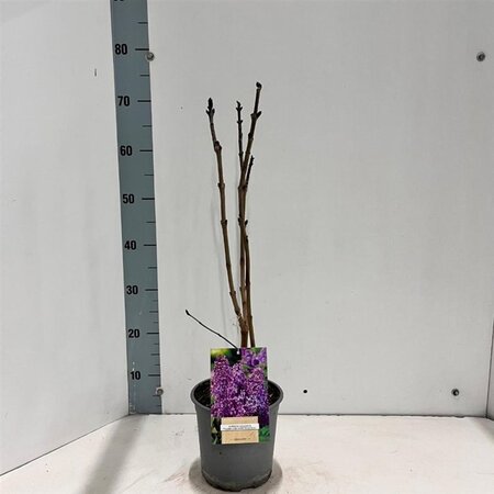 Syringa v. 'Ruhm von Horstenstein' 30-40 cm cont. 2,0L - afbeelding 2