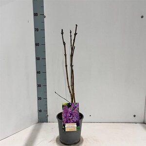 Syringa v. 'Ruhm von Horstenstein' 30-40 cm cont. 2,0L - afbeelding 2