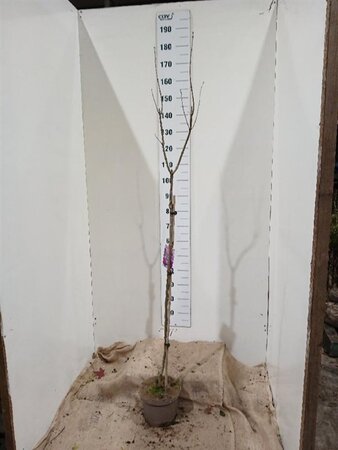 Syringa v. 'Sensation' 100 cm stam cont. 5,0L