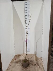 Syringa v. 'Sensation' 100 cm stam cont. 5,0L