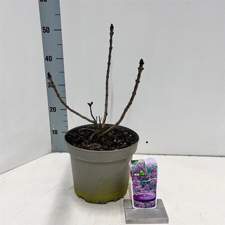 Syringa v. 'Sensation' 40-50 cm cont. 5,0L - afbeelding 1