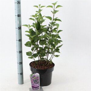 Syringa v. 'Sensation' 40-50 cm cont. 5,0L - afbeelding 2