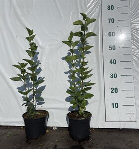 Syringa vulgaris 40-60 cm cont. 2,0L