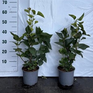 Syringa vulgaris 40-60 cm cont. 2,0L - afbeelding 4
