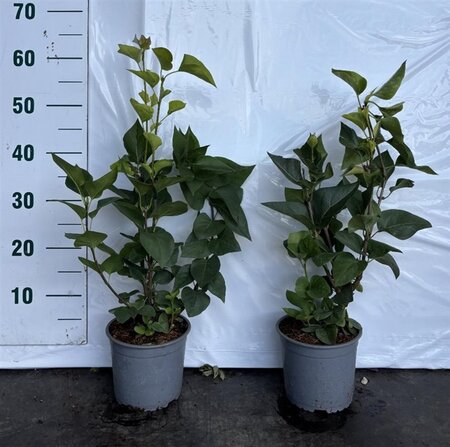 Syringa vulgaris 40-60 cm cont. 2,0L - afbeelding 2