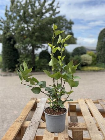 Syringa vulgaris 40-60 cm cont. 2,0L - afbeelding 3