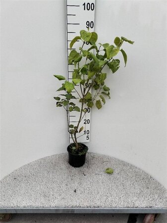 Syringa vulgaris 40-60 cm cont. 2,0L - afbeelding 5
