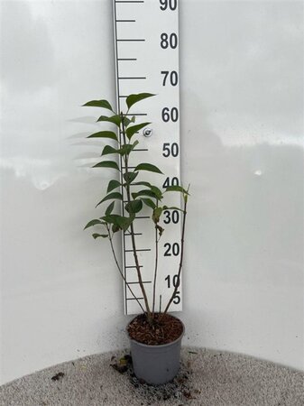 Syringa vulgaris 40-60 cm cont. 2,0L - afbeelding 6
