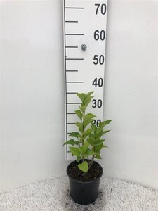 Syringa vulgaris 40-60 cm cont. 2,0L - afbeelding 7