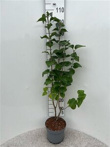 Syringa vulgaris 80-100 cm cont. 5,0L
