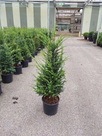 Taxus baccata 100-120 cm cont. 12L - afbeelding 2