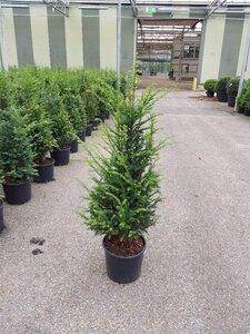 Taxus baccata 100-120 cm cont. 12L - afbeelding 2