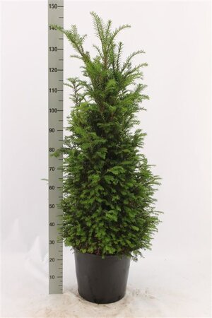 Taxus baccata 100-120 cm cont. 12L