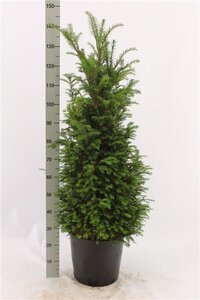 Taxus baccata 100-120 cm cont. 12L