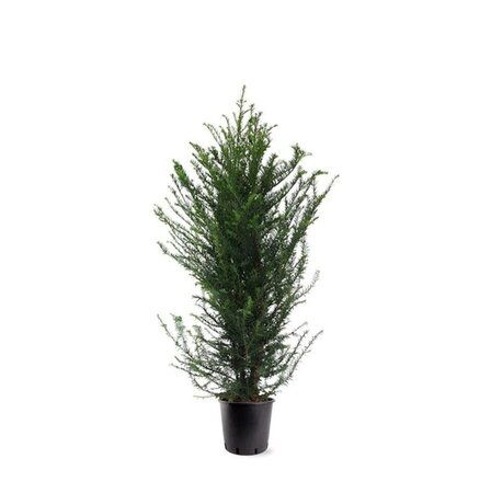 Taxus baccata 100-125 cm cont. 10L - afbeelding 1