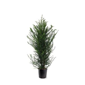 Taxus baccata 100-125 cm cont. 10L
