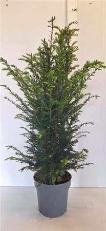 Taxus baccata 100-125 cm cont. 10L - afbeelding 2