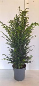 Taxus baccata 100-125 cm cont. 10L - afbeelding 2