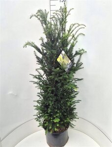 Taxus baccata 120-140 cm cont. 20L
