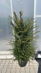 Taxus baccata 120-140 cm cont. 20L