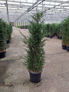 Taxus baccata 120-140 cm cont. 25L - afbeelding 6