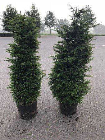 Taxus baccata 120-140 cm cont. 25L - afbeelding 7
