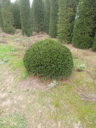 Taxus baccata 125 cm met kluit bol