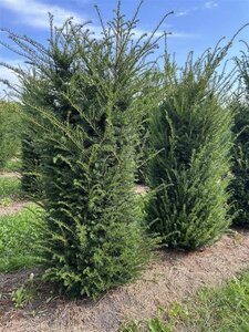 Taxus baccata 150-175 cm draadkluit - afbeelding 6