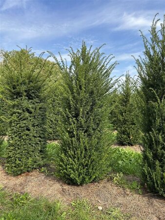 Taxus baccata 150-175 cm draadkluit - afbeelding 7