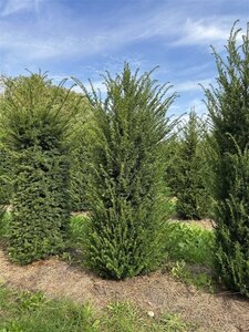 Taxus baccata 150-175 cm draadkluit - afbeelding 7