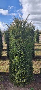 Taxus baccata 150-175 cm draadkluit - afbeelding 6