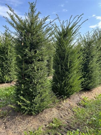 Taxus baccata 175-200 cm draadkluit - afbeelding 4