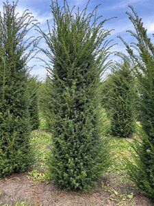 Taxus baccata 175-200 cm draadkluit - afbeelding 3