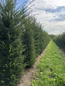 Taxus baccata 175-200 cm draadkluit - afbeelding 2