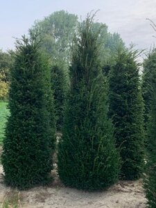 Taxus baccata 175-200 cm draadkluit - afbeelding 7